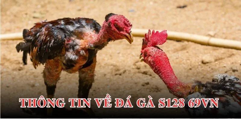 Thông tin chung giới thiệu tổng quan về đá gà S128 69VN