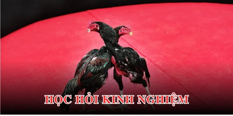 Chiến lược tham gia cá cược đá gà hiệu quả đến từ chuyên gia lâu năm 